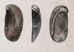 Image of Stomatella auricula Lamarck 1816