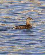 Image of Pied-billed Grebe