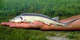 Image of Russian Sturgeon