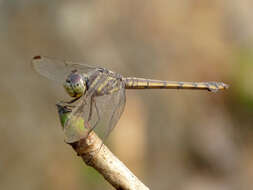 Image of Blue Chaser