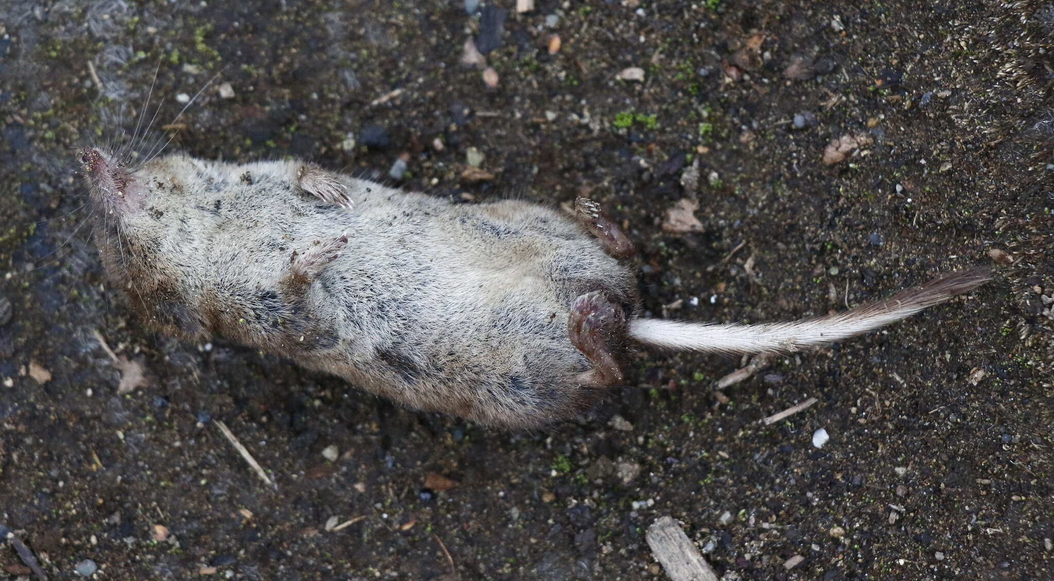 Image of Laxmann's Shrew