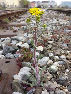 Image of eastern groundsel