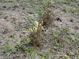 Image of coiled lousewort