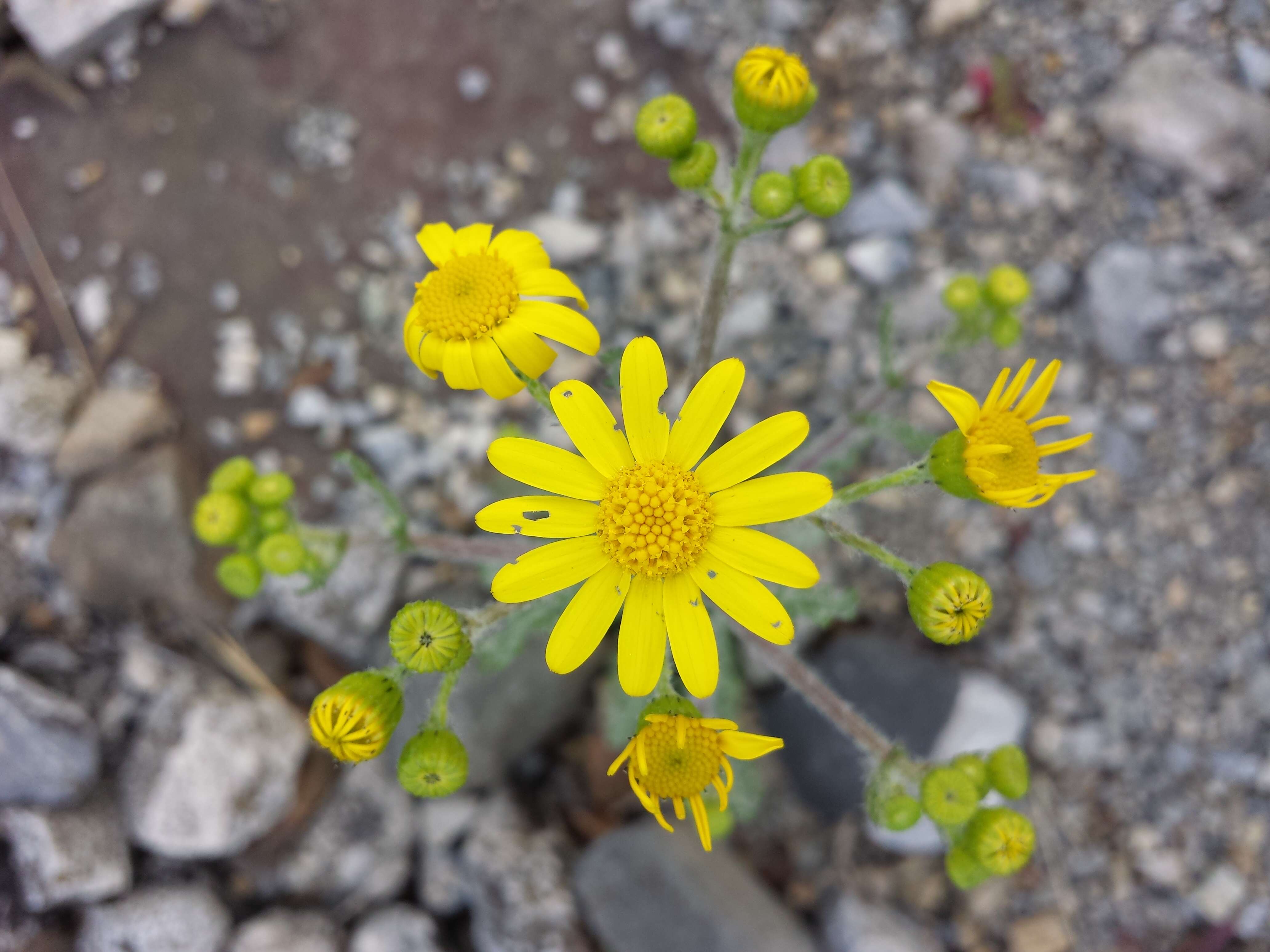 Image of eastern groundsel