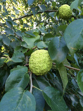 Image of Osage-orange