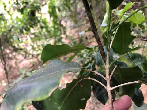 Image of Sarcomelicope simplicifolia (Endl.) T. G. Hartley