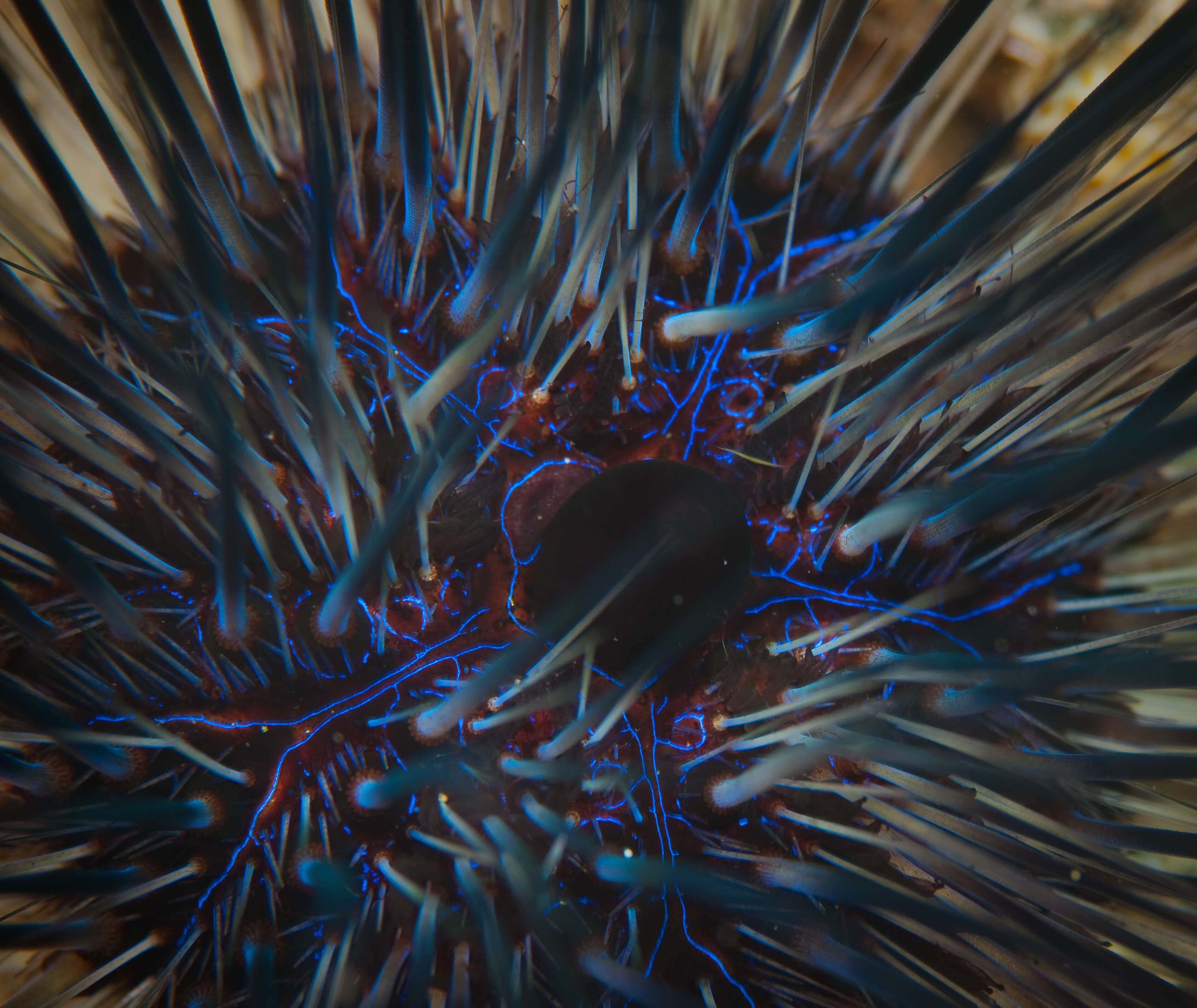 Image of spiny urchin