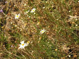 Image of Argyranthemum gracile Sch. Bip.