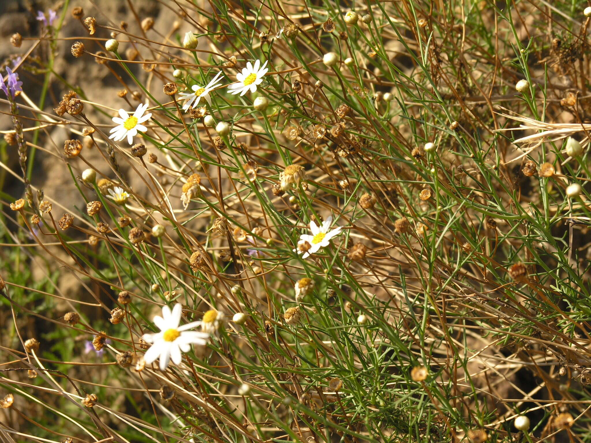 Image of Argyranthemum gracile Sch. Bip.