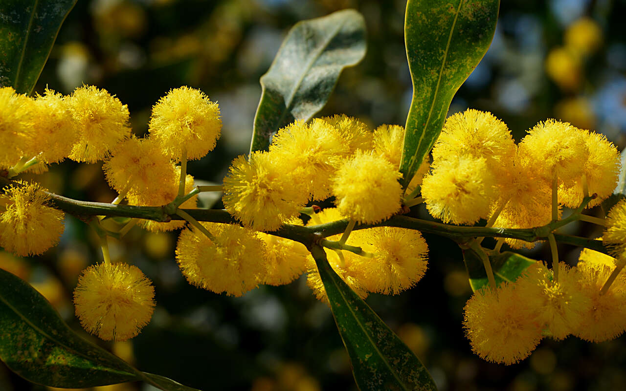 Image of orange wattle