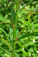 صورة Celosia spicata (Thou.) Spreng.