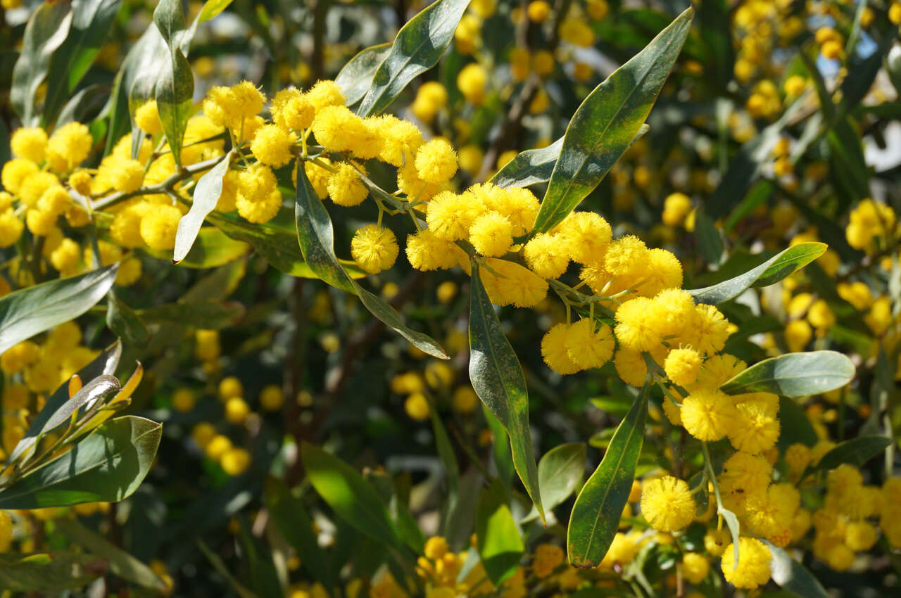 Image of orange wattle