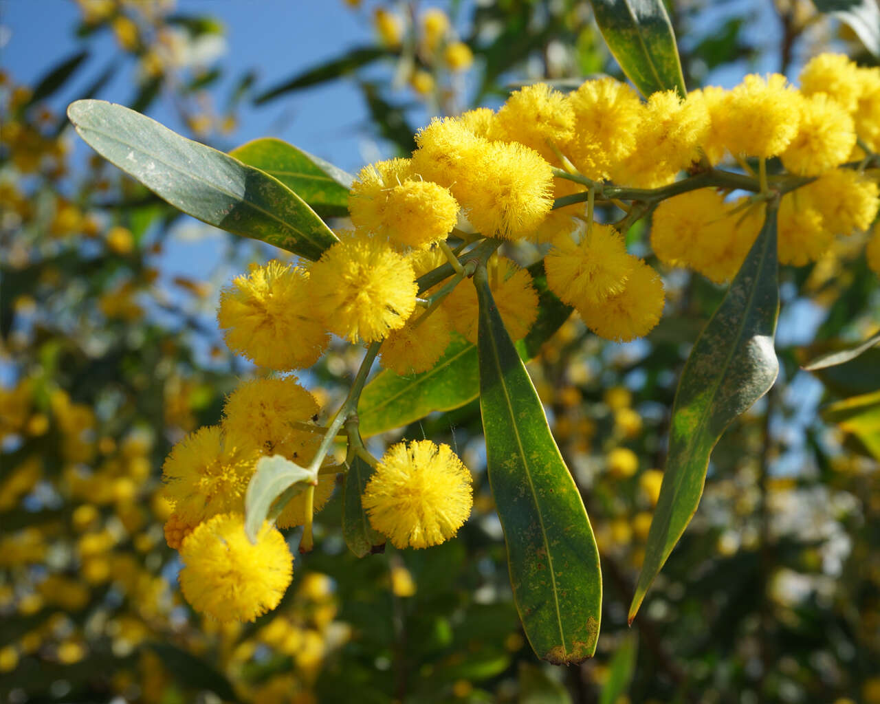 Image of orange wattle