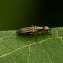 Image of Eumetopiella rufipes (Macquart 1847)