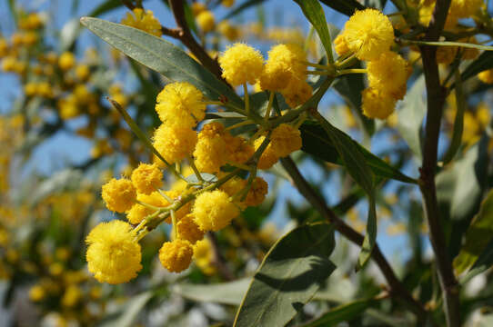 Image of orange wattle