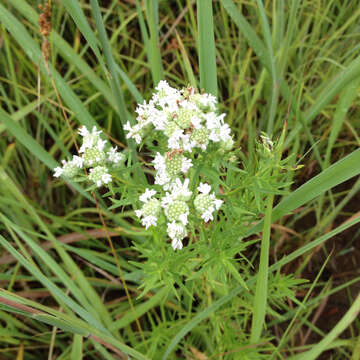 Imagem de Pycnanthemum tenuifolium Schrad.