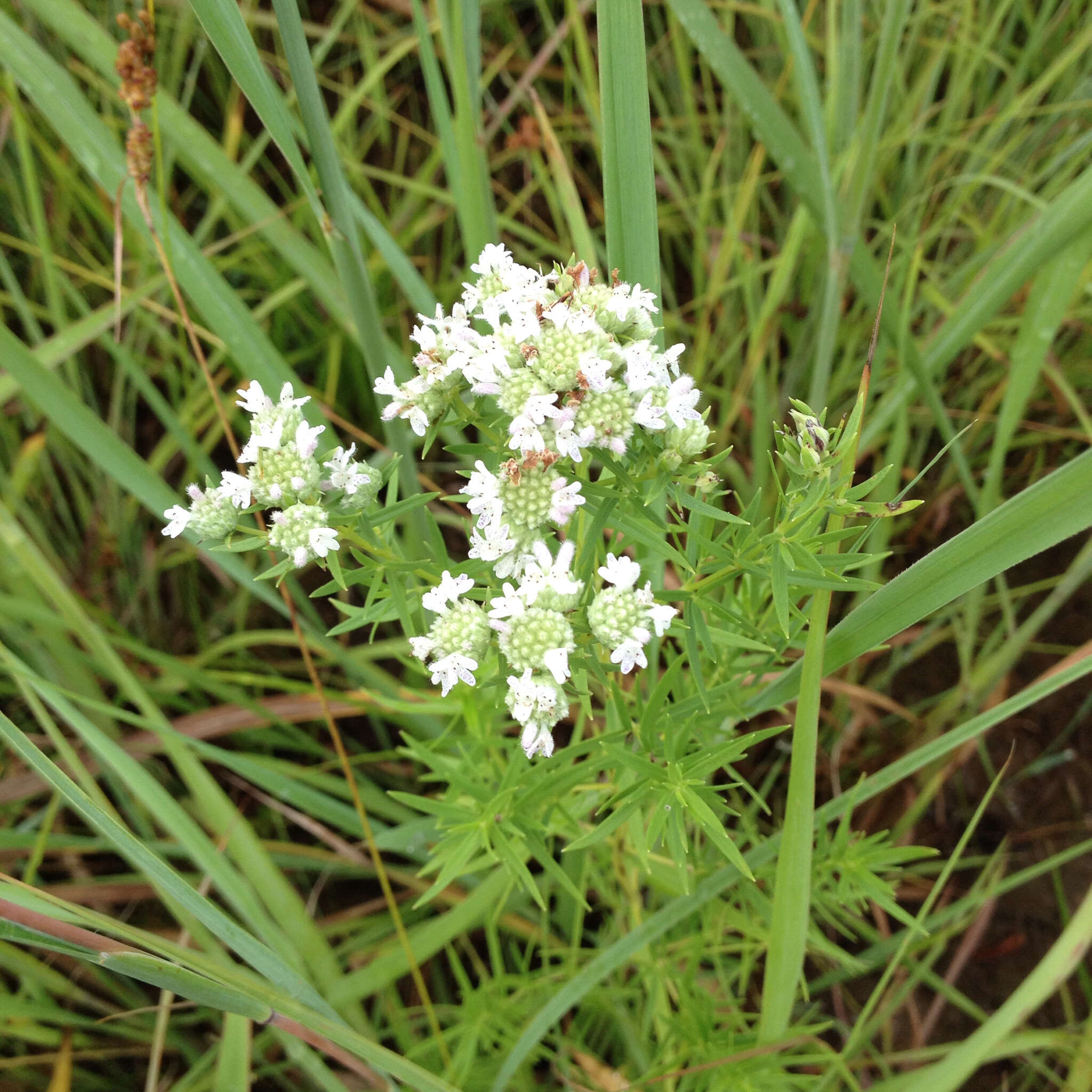 Image of narrowleaf mountainmint