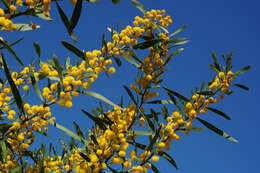 Image of orange wattle