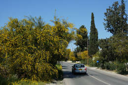 Image of orange wattle