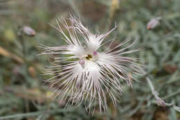 Image of hairy carnation