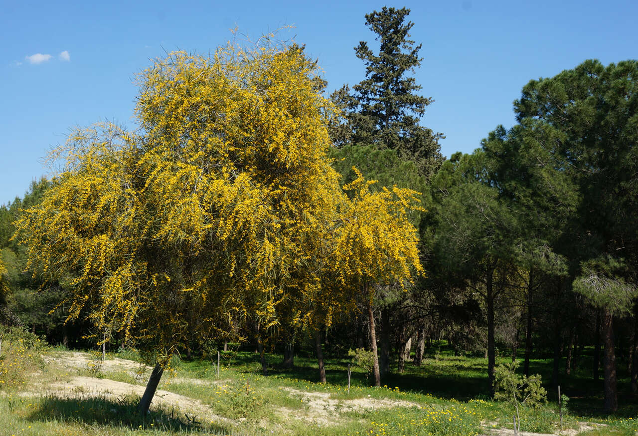 Image of orange wattle