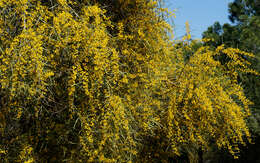 Image of orange wattle