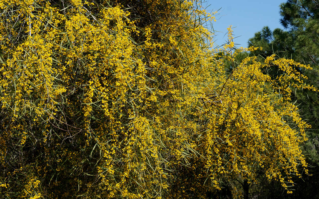 Image of orange wattle