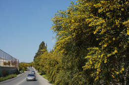 Image of orange wattle