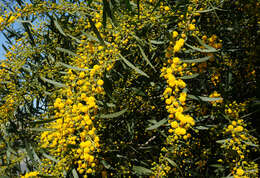 Image of orange wattle