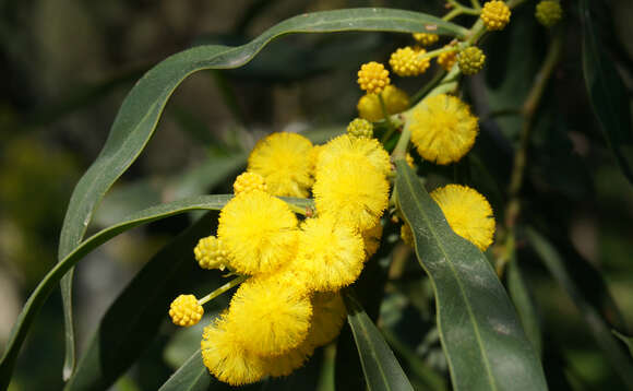 Image of orange wattle