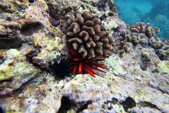 Image of Diadema urchin