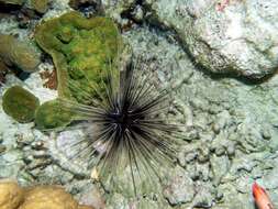 Image of spiny urchin