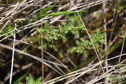 Image of Comb-Leaf Mermaidweed