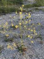 Brassica elongata subsp. integrifolia (Boiss.) Breistr. resmi