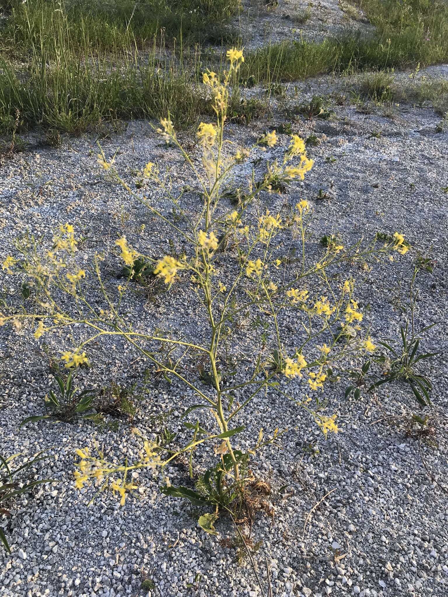 Imagem de Brassica elongata subsp. integrifolia (Boiss.) Breistr.