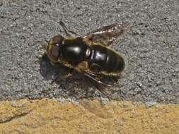 Image de Eristalinus aeneus (Scopoli 1763)