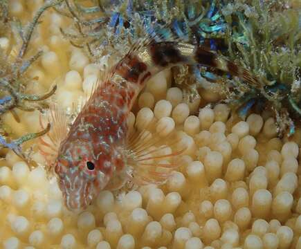 Image of Orangespotted blenny