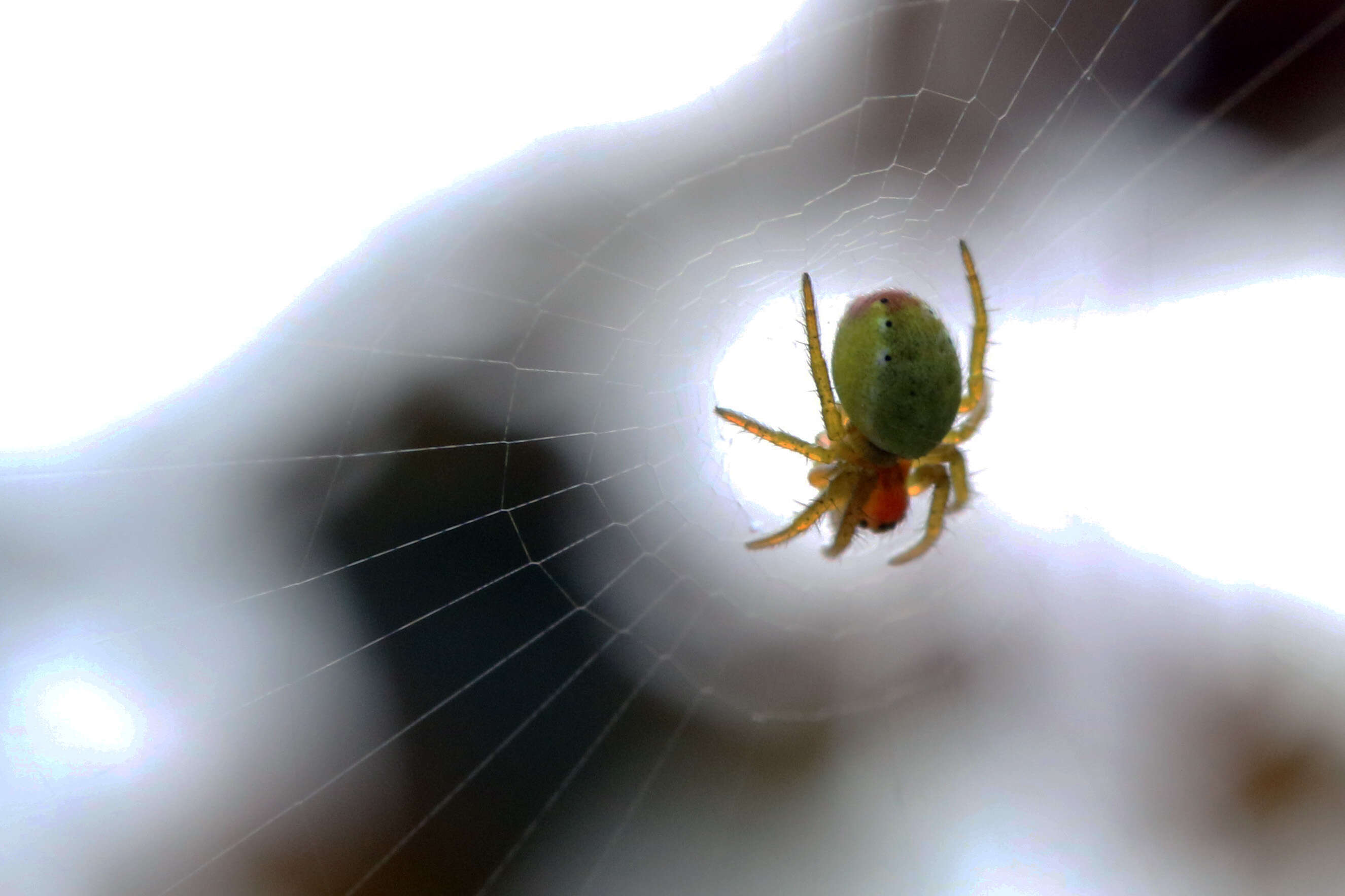 Image of Cucumber green spider