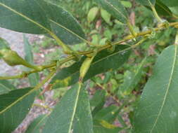 Image of Salix lasiandra var. lasiandra