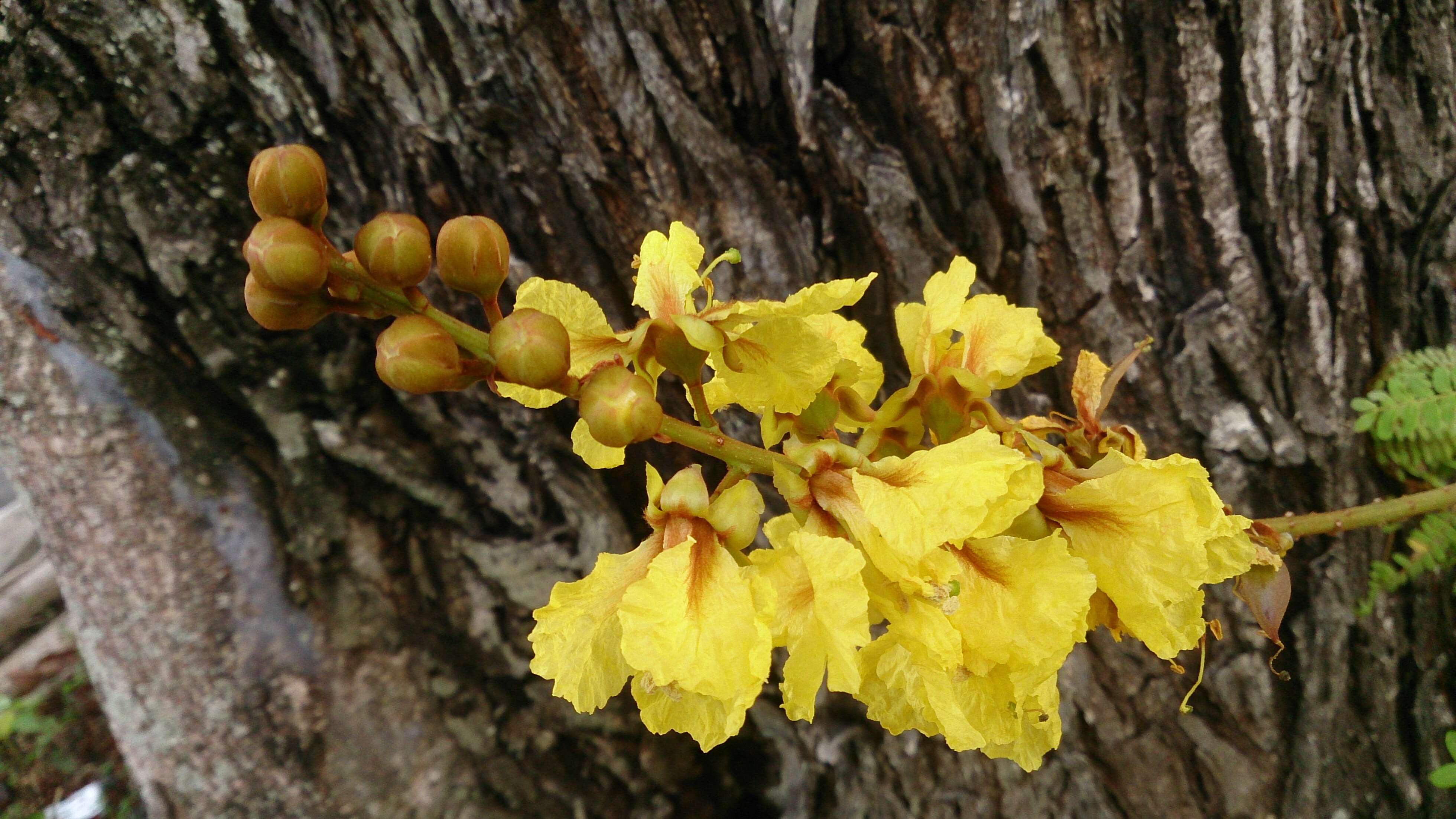 Plancia ëd Peltophorum pterocarpum (DC.) K. Heyne