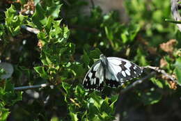 Imagem de Melanargia lachesis Hübner 1790