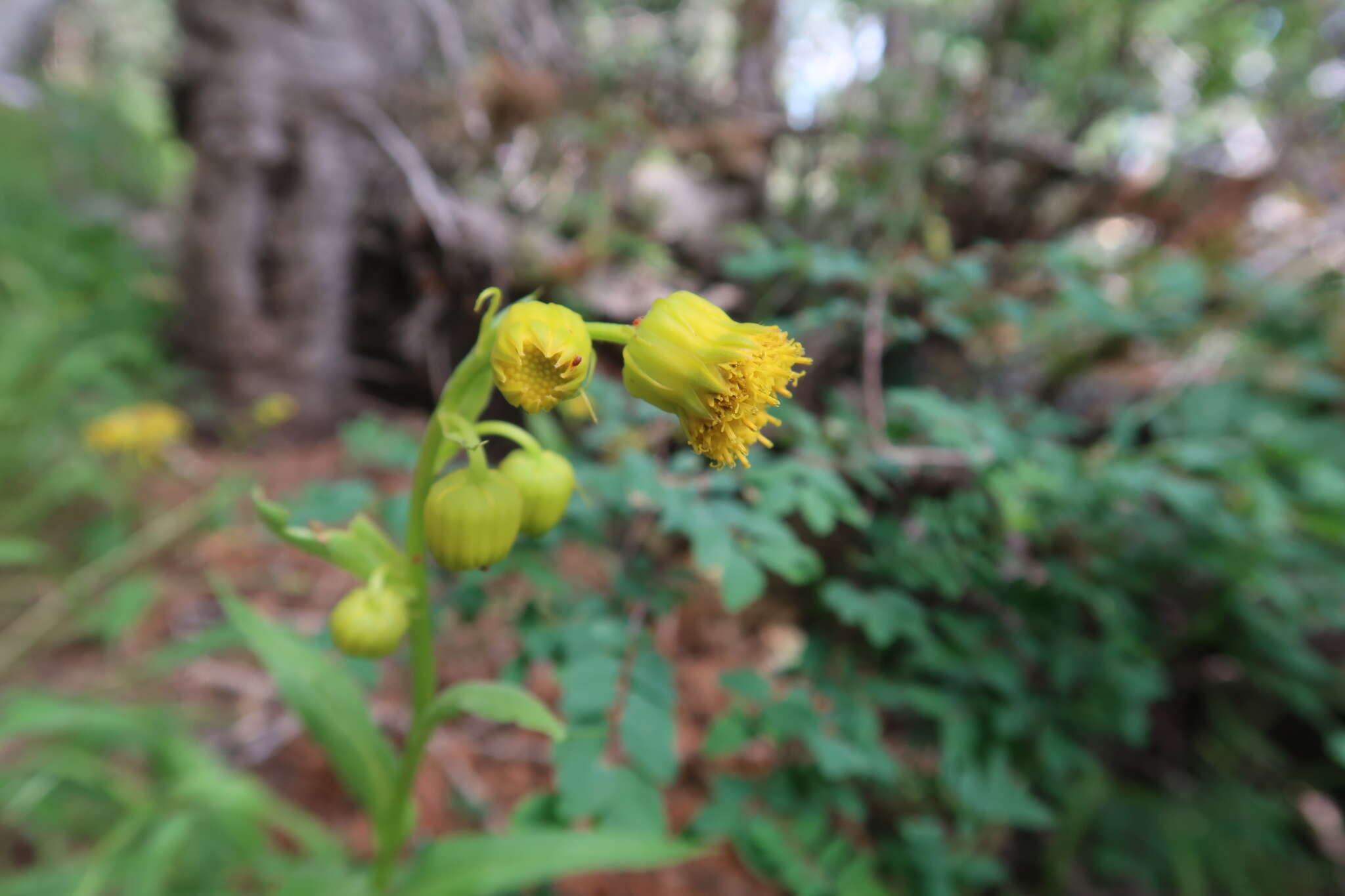 Image of nodding ragwort