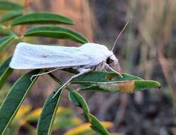 Слика од Copablepharon viridisparsa Dod 1916