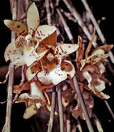 Image of Scuticaria steelei (Hook.) Lindl.