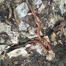 Image of Ashy Kukri Snake