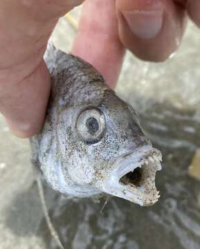 Image of Black bream