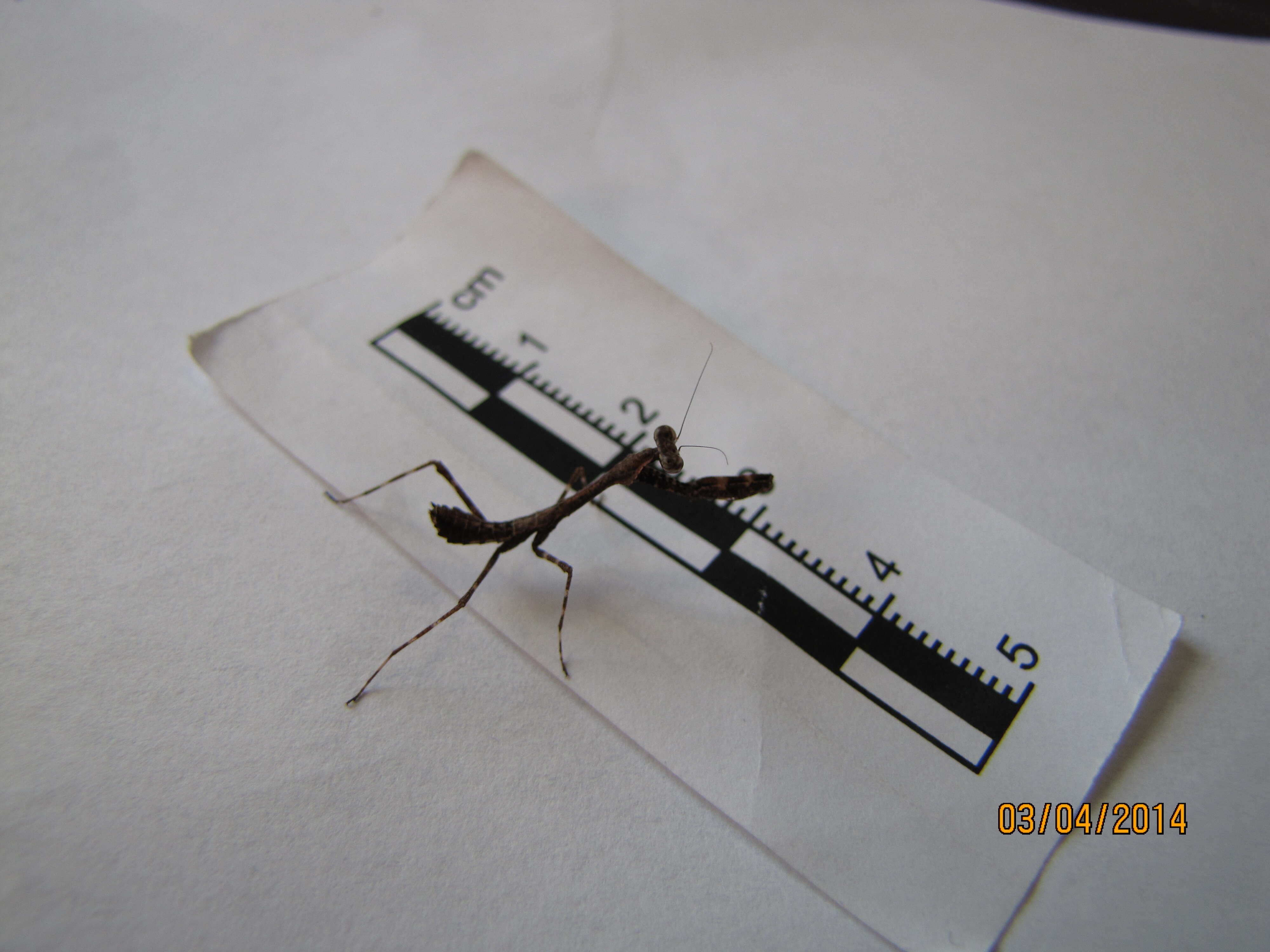 Image of Malaysian dead leaf mantis