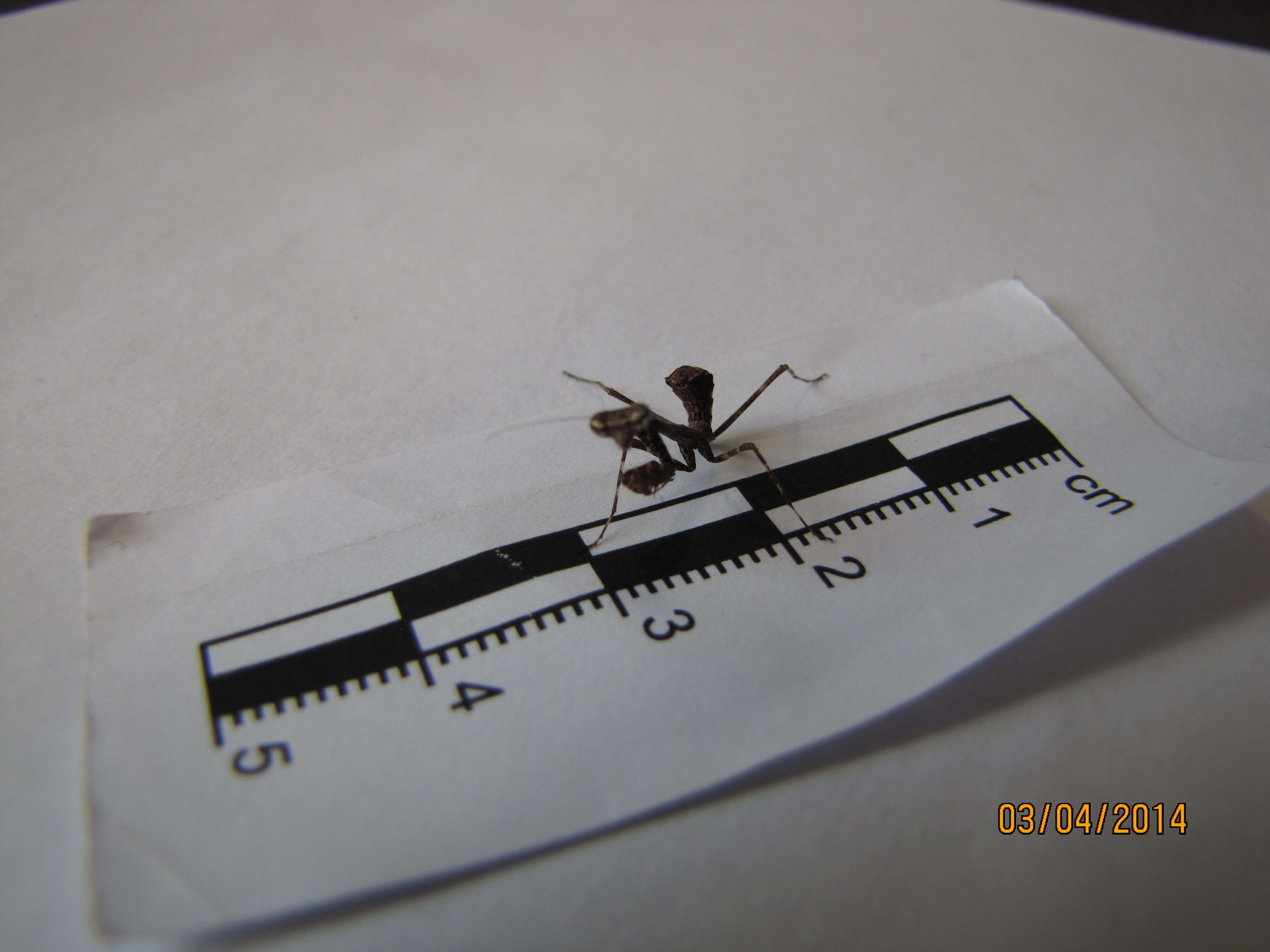 Image of Malaysian dead leaf mantis