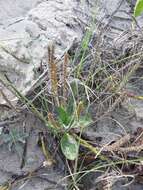 Plantago catharinea Decne. resmi