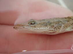 Слика од Platycephalus cultellatus Richardson 1846